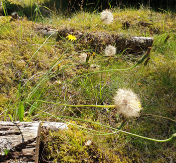 Dandelion